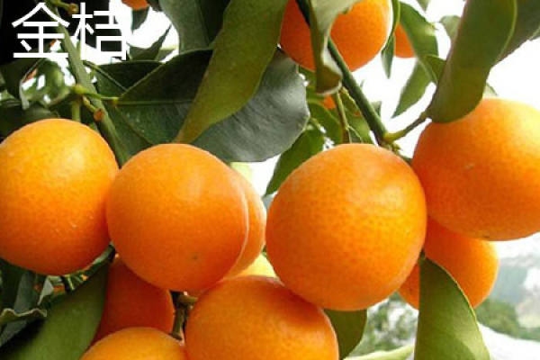 Cumquat