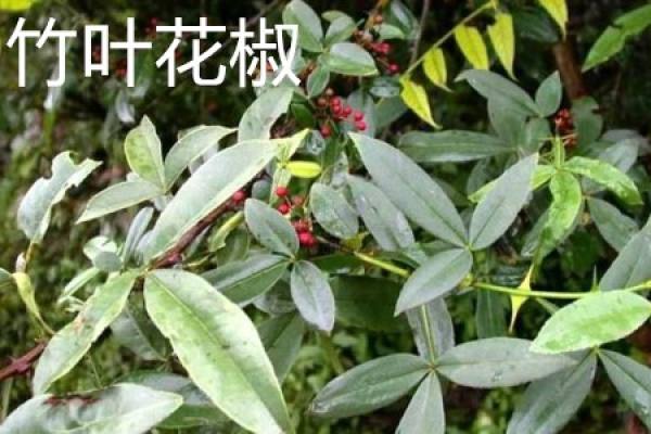 pepper with bamboo leaves