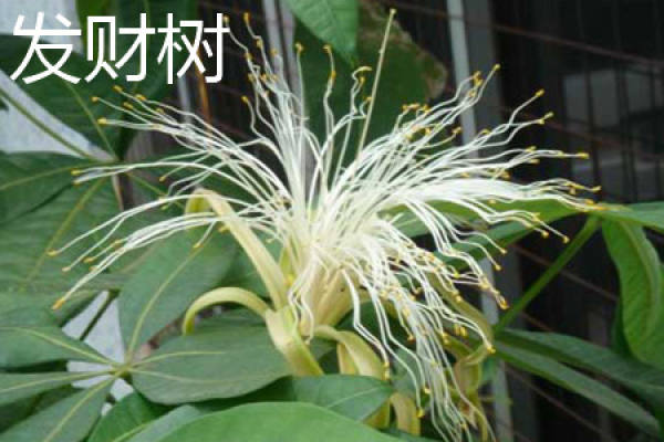 Fortune Tree