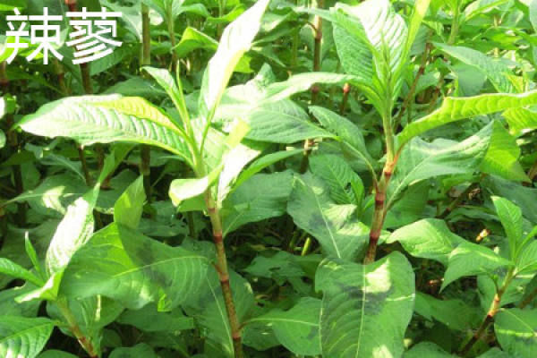 Polygonum orientale