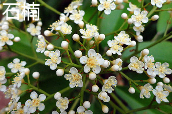 Photinia
