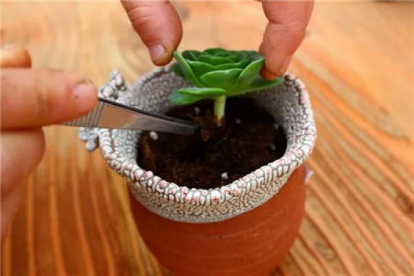 Repotting