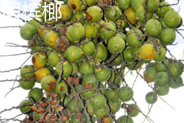 Pseudoareca