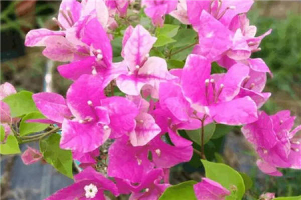 fragrant gem