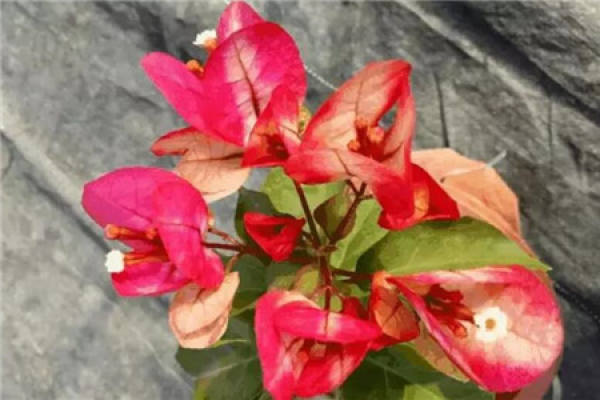 fragrant gem