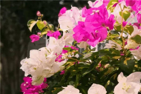 fragrant gem