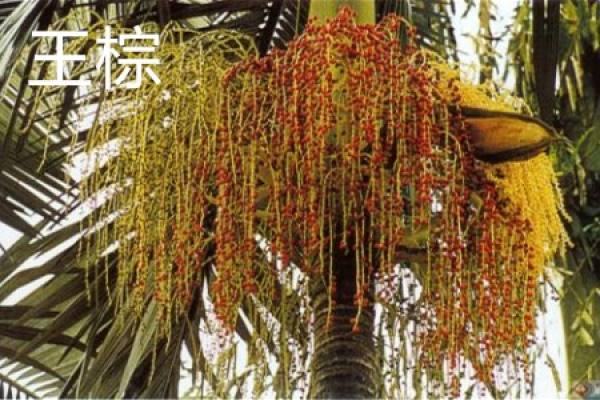 King palm leaf. JPG