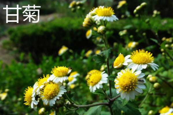 Chamomile Flower