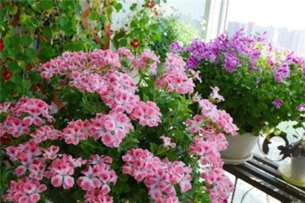 Balcony Garden