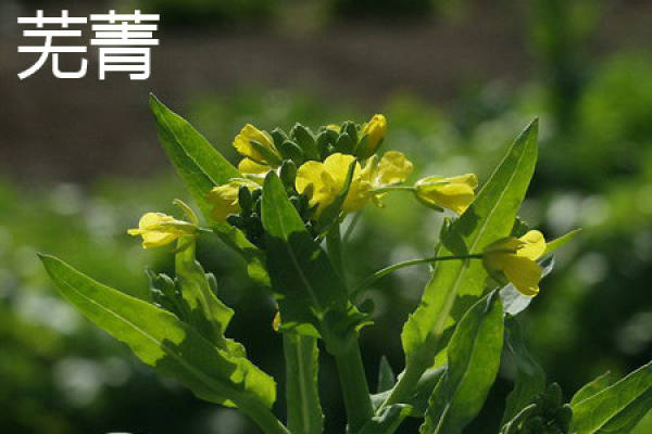 Brassica rapa