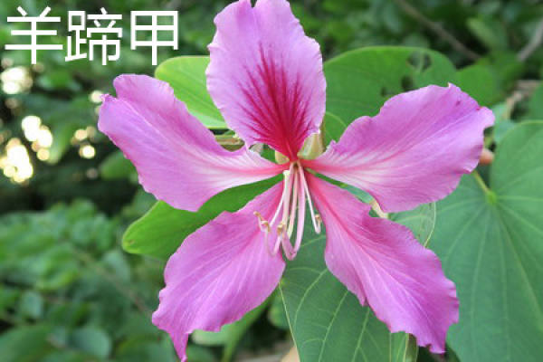 Bauhinia japonica