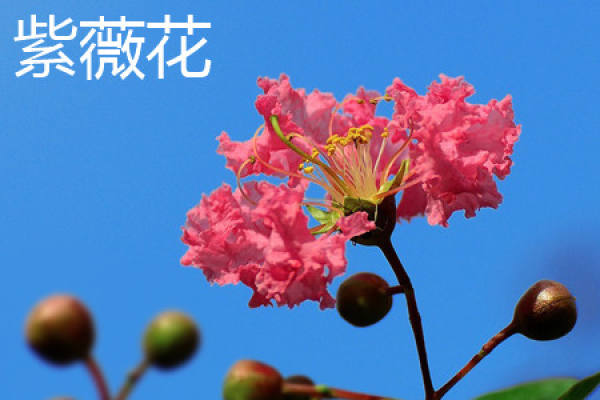 Lagerstroemia indica