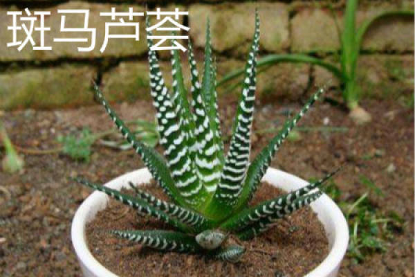 zebra aloe