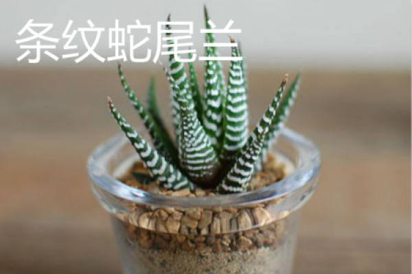 zebra aloe