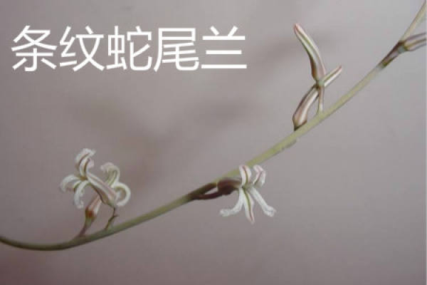 Ophiopogon striatus