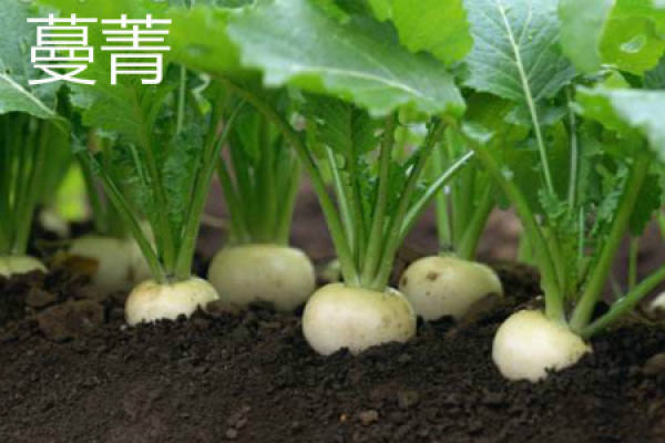Turnip