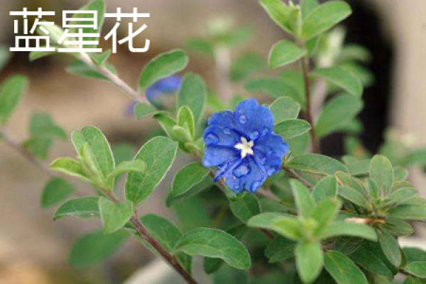 LAN-STAR flower