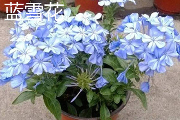 Blue Snowflake