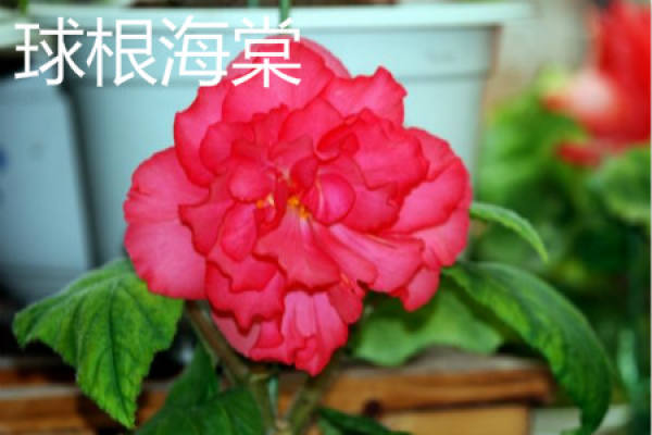 Begonia bulbous
