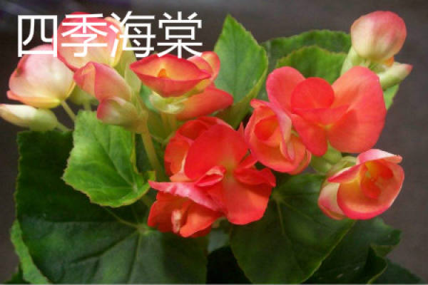Begonia tuberhybrida