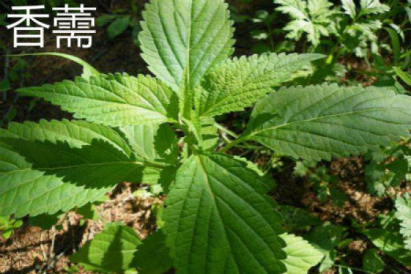 Agastache rugosa