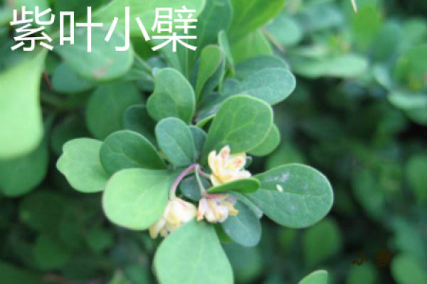 Berberis ziyeensis