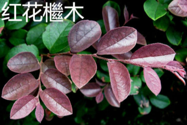 Berberis ziyeensis