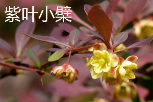 Berberis ziyeensis