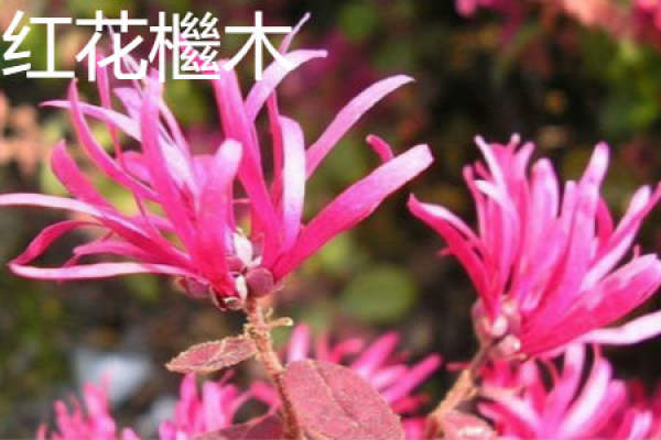 Loropetalum chinense var. rubrum