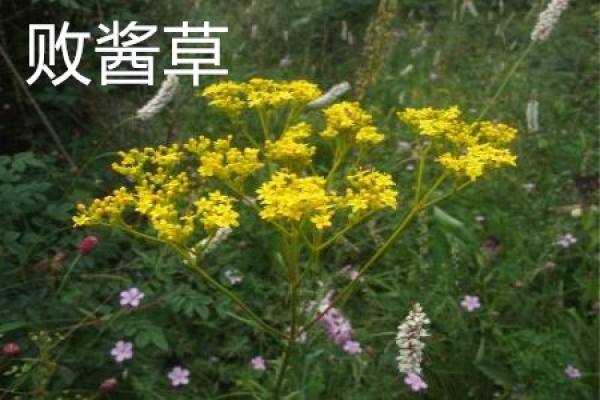 Herba Patriniae