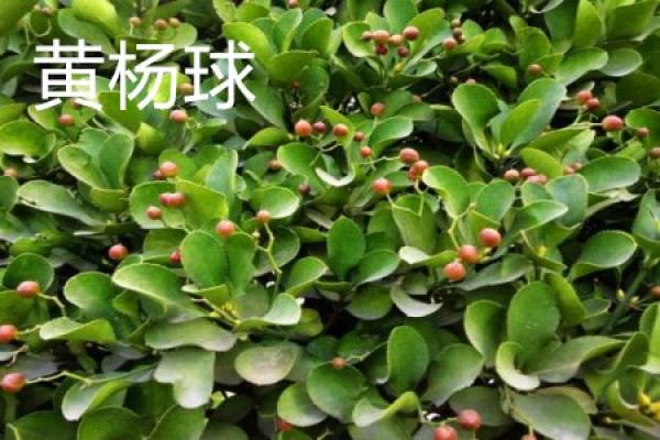 yellow poplar