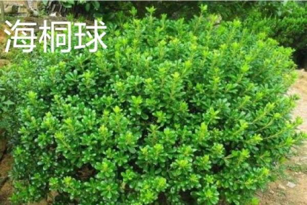 Pittosporum globus