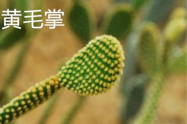 Huang Mao Zha