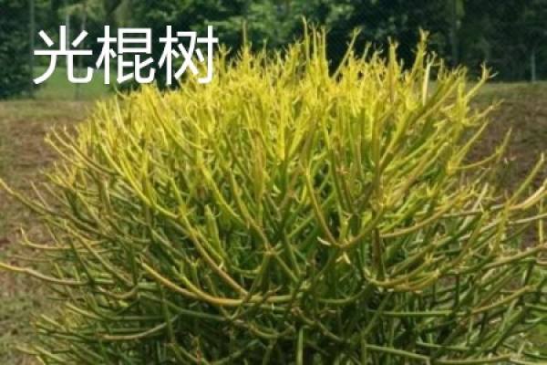 Single tree