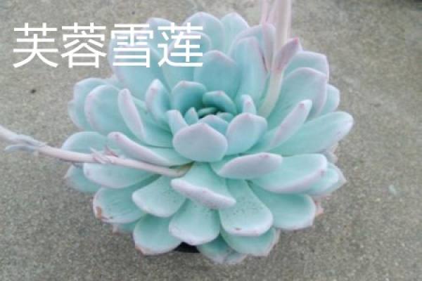 Fu Rong Xue Lian