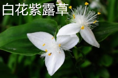 白花紫露草