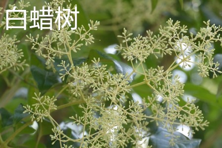 白蠟樹,花.jpg