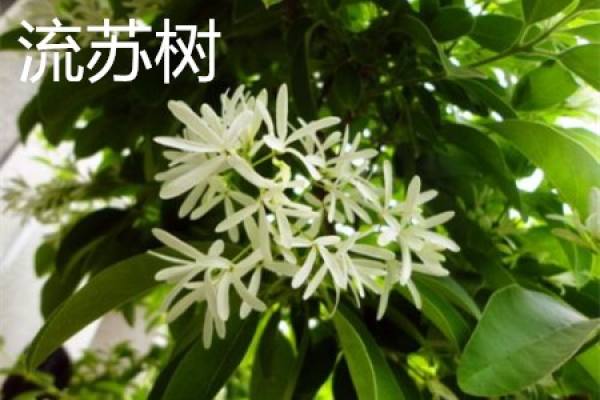 Fimbriate tree, flower