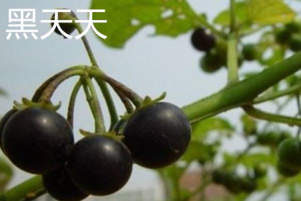 Hei Tian Tian