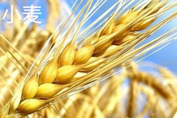 wheat