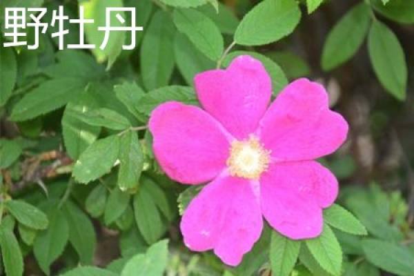 Flos Melastoma