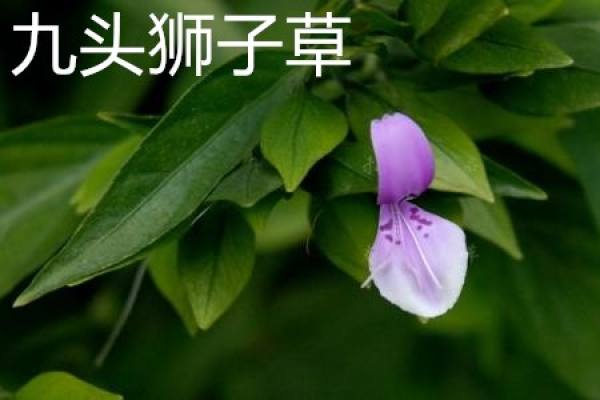 Herba Peristrophis