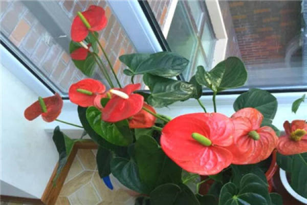 Anthurium