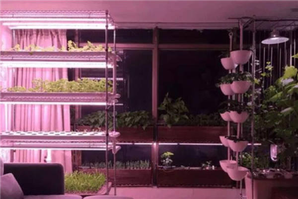 the first step of growing vegetables, space utilization