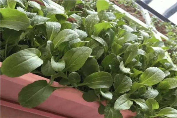 Spraying to prevent disease