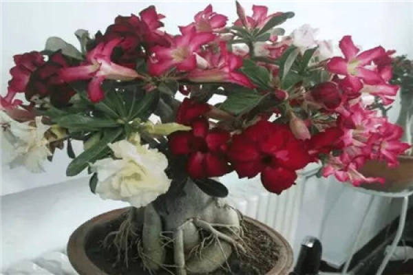 Desert Rose