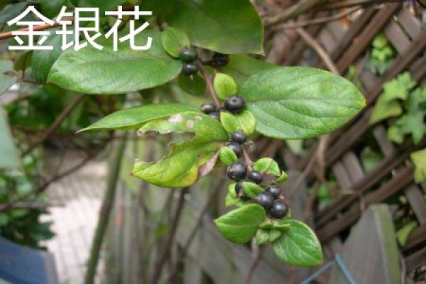 Lonicera japonica