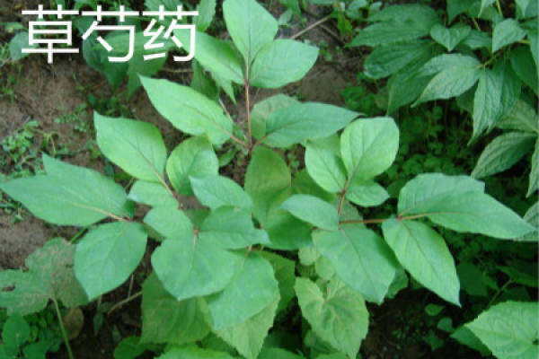 Paeonia lactiflora Pall