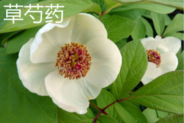 Paeonia lactiflora Pall