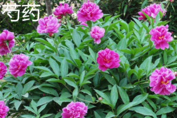 Paeonia lactiflora Pall